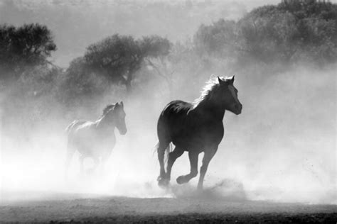 Sonhar Cavalo Bom Ou Ruim Qual O Significado