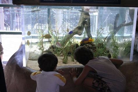 ABQ BioPark Aquarium: Albuquerque Attractions Review - 10Best Experts ...