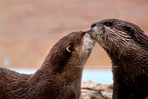 Otter Kiss by Lyric-Chan on DeviantArt