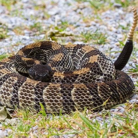 Venomous Poisonous Snakes Of Mississippi