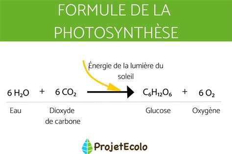 Qu est ce que la PHOTOSYNTHÈSE Définition Principe et Formule