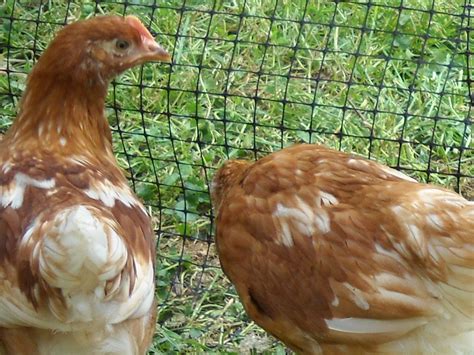 Please Help Me Sex These Week Old Red Sex Links TONS OF PICS BackYard Chickens Learn How