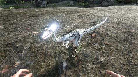 Ark survival evolved compy taming food