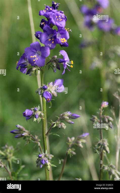 Rare Wild Jacobs Ladder Plants Growing At Lathkill Dale In The Peak