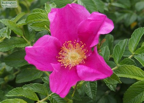 Rose Rugosa Red Rosa Rugosa Rubra Roses Roses Buckingham