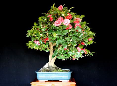 Newzealandteatreebonsai Camelia Japonica In Bloom