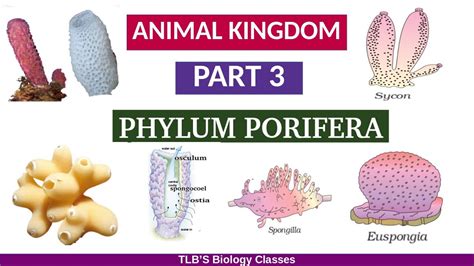 Animal Kingdompart 3phylum Poriferaclass 11zoologykerala Higher