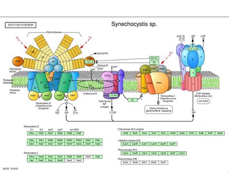 PPT - Photosynthesis PowerPoint Presentation, free download - ID:4680945