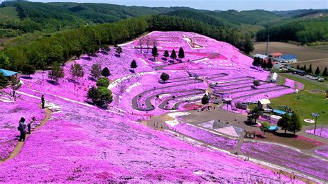 7 Best Shibazakura Festivals in Japan 2025 - Japan Web Magazine