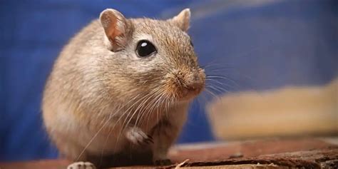 How Long Do Gerbils Live Lifespan Factors Hutch And Cage