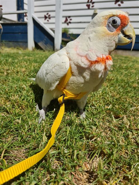 Harness Training Birds Works For Birds