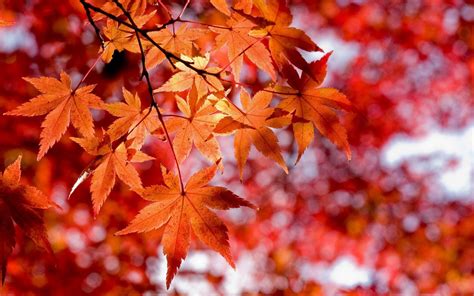 Maple Leaf Wallpapers - Top Free Maple Leaf Backgrounds - WallpaperAccess