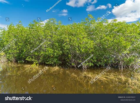 Mangrove Biome Often Called Mangrove Forest Stock Photo 2249578227 ...