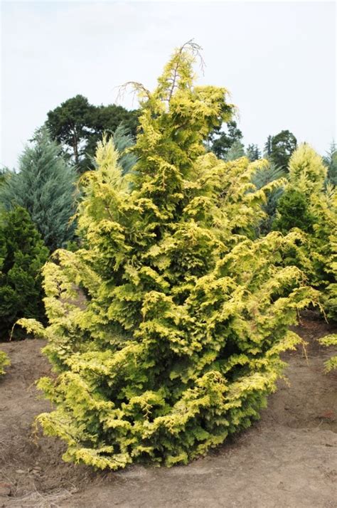 Chamaecyparis Obtusa Aurea Kiefer Nursery Trees Shrubs