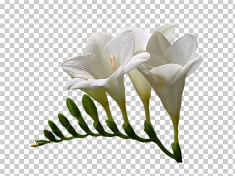 White Lily Portable Network Graphics Adobe Photoshop Flower Png