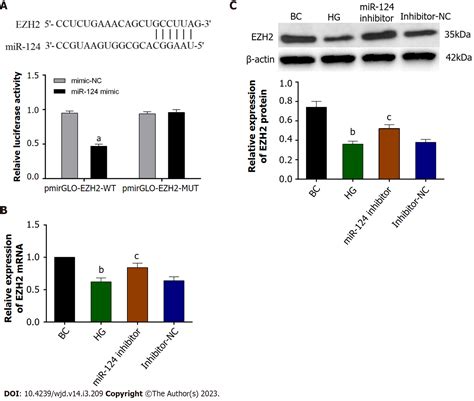 MiR 124 Is Upregulated In Diabetic Mice And Inhibits Proliferation And