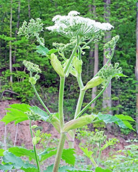 Wildflowers Of Western Pennsylvania Cow Parsnip Heracleum Maximum