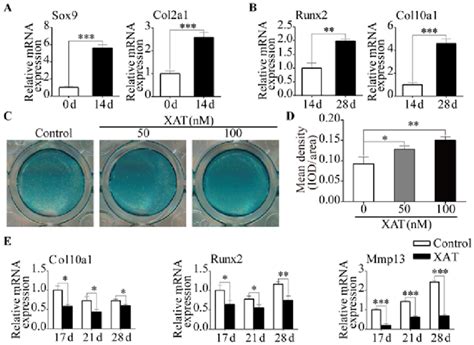 Specific Genes Expression Change During Chondrogenic And Hypertrophic