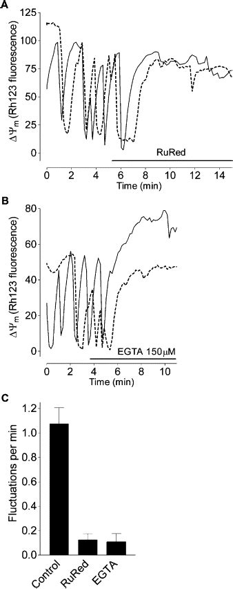 Fluctuations In Mitochondrial Membrane Potential In Single Isolated