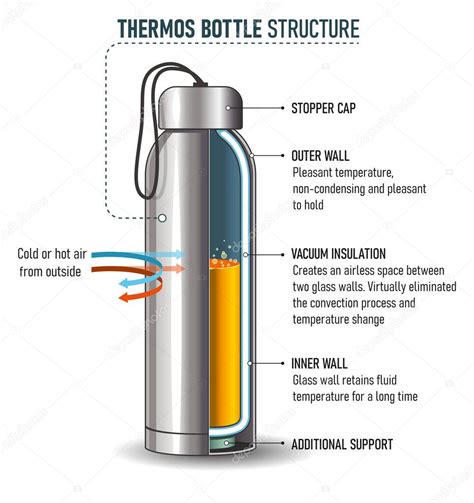 C Mo Funcionan Los Frascos De Termo La Estructura B Sica De La
