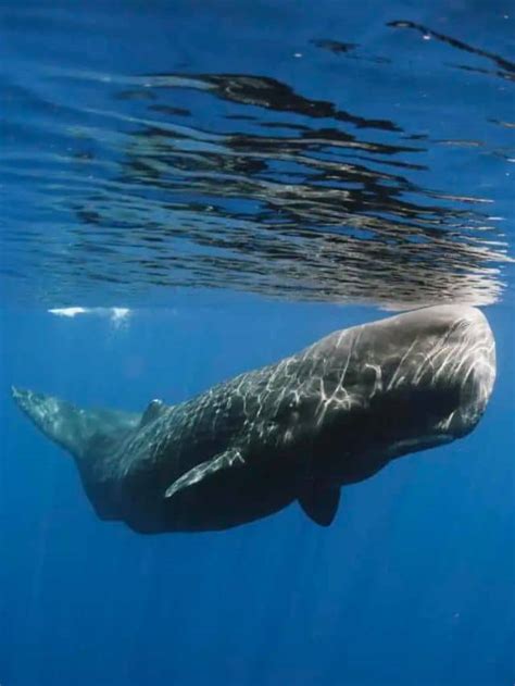 10 Underwater Animals - Animals Around The Globe