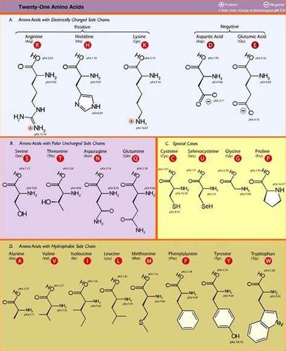 Ch 1 Biochemistry MCAT Amino Acids Peptides And Proteins Flashcards