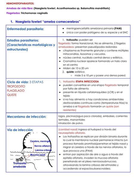 Amebas De Vida Libre Naegleria Fowleri Acanthamoeba Sp Balamuthia