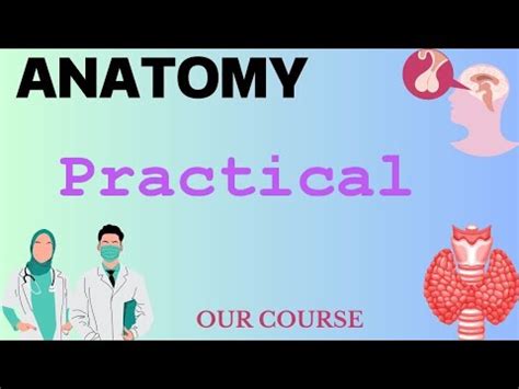 Practical Anatomy Endo 42 YouTube