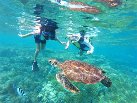 Oahu Honolulu Turtle Snorkeling Tour GetYourGuide