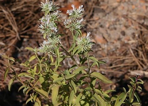 Plant Profile: Mountain Mint - Dyck Arboretum