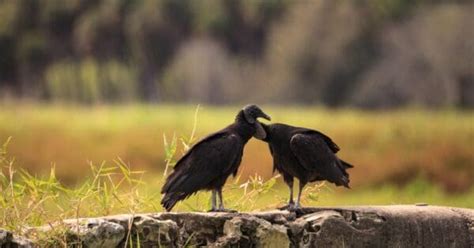 Meet the 7 New World Vulture Species - A-Z Animals