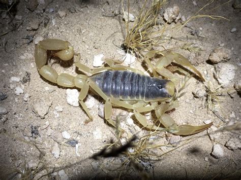 Debajo Desilusi N Recordar Informaci N Sobre Los Alacranes Presentar