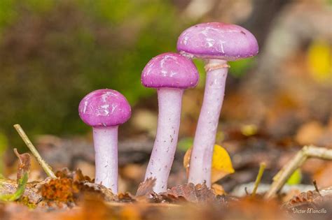 Three Purple Mushrooms Are Growing On The Ground