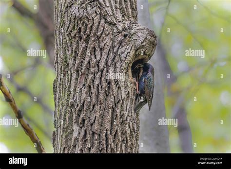 The common starling or European starling (Sturnus vulgaris) nesting in the tree Stock Photo - Alamy