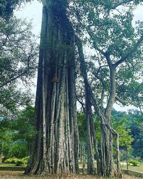 cay da tan trao tuyen quang viet nam