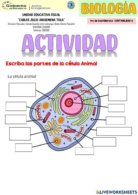 Ficha De Actividad Celula Vegetal Dibujo Professor Feito