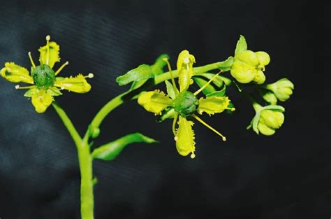 Ruta graveolens le proprietà e gli utilizzi di questa pianta della