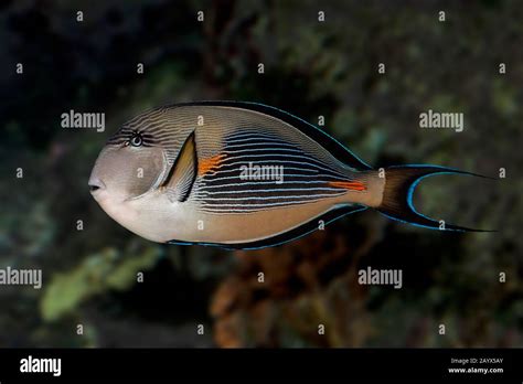 Acanthurus Sohal Sohal Tang Hi Res Stock Photography And Images Alamy