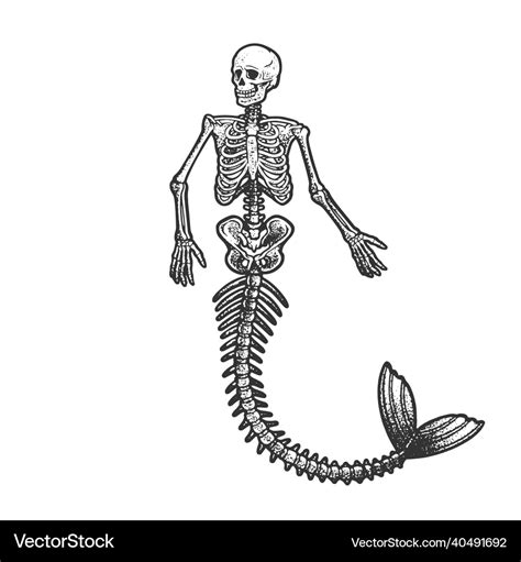 Real Life Mermaid Skeleton