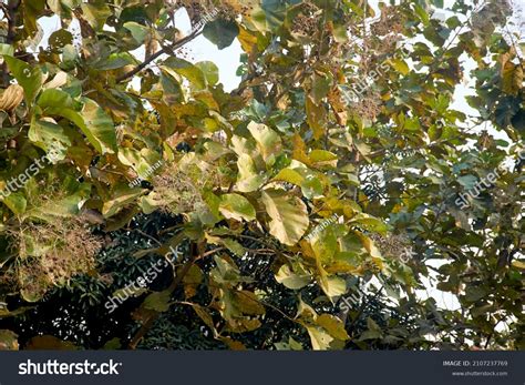 lush green foliage shorea robusta sal stock photo  shutterstock
