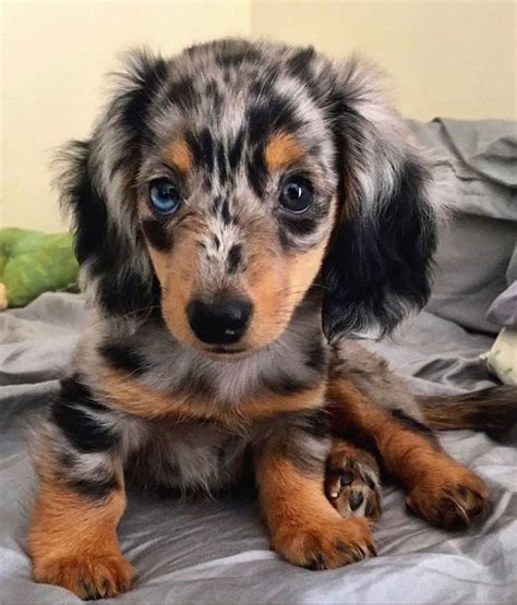 Unveiling The Miniature Dapple Long Haired Dachshund A Journey Of