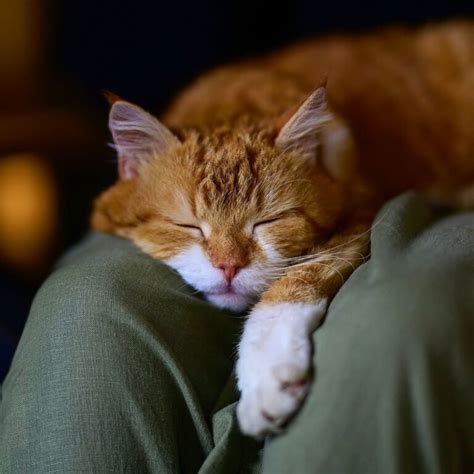 The Language of Cat Naps: 11 Common Cat Napping Positions And What They ...