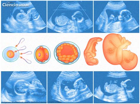 Embriología La formación de un nuevo ser humano y los riesgos dentro