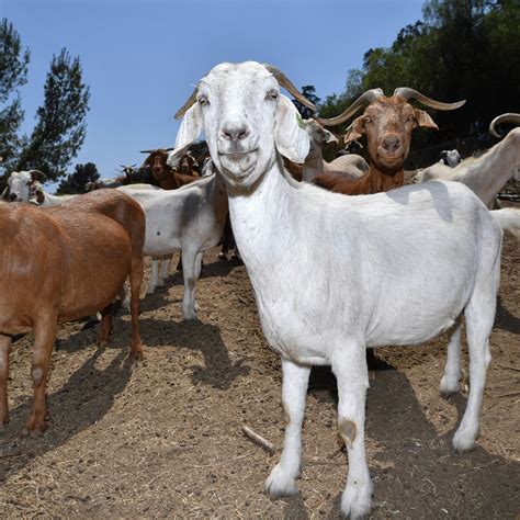 salon de lagriculture tout savoir sur le bruit de la chevre