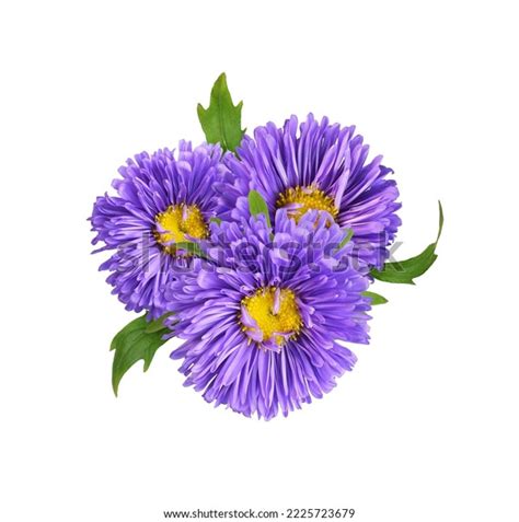 Purple Flower Arrangement Isolated: Over 60,467 Royalty-Free Licensable Stock Photos | Shutterstock