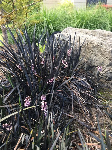 Ornamental Grasses Of Puget Sound Nursery Blog — Ornamental Grasses