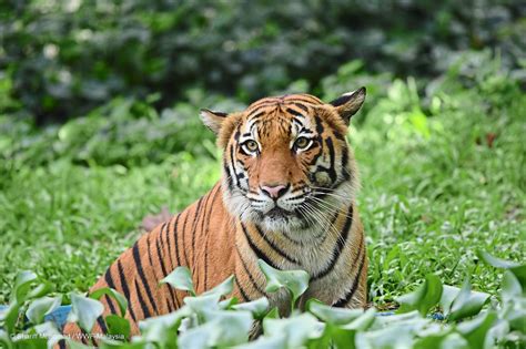 Fresh Tiger Tracks Spotted In Gua Musang Plantation The Star