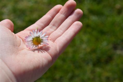 Free Images Hand Nature Grass Blossom White Lawn Leaf Flower