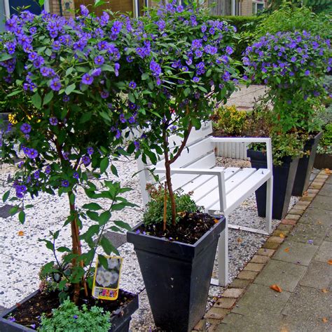 Solanum Lycianthes Rantonnetii