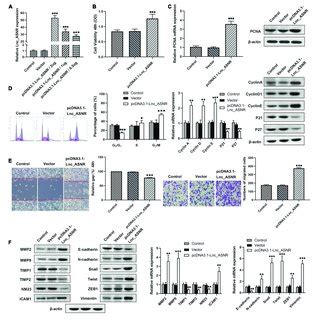 Lnc Asnr Overexpression Promotes Gc Cell Proliferation Migration